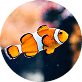 Peces