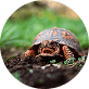 Reptiles